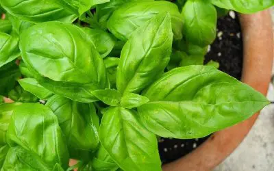 5 Ideas to Improve the Deck or Patio