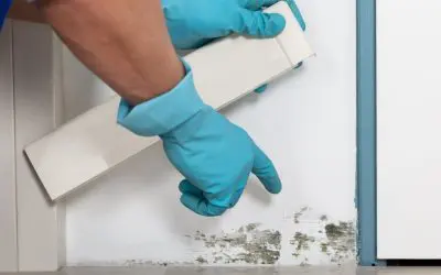5 Signs of Mold Growth in the Home