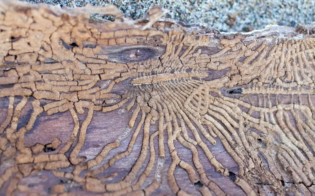 Signs of Termites: What to Watch For and When to Act