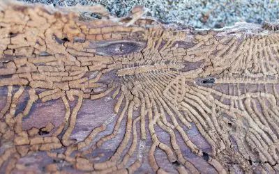Signs of Termites: What to Watch For and When to Act