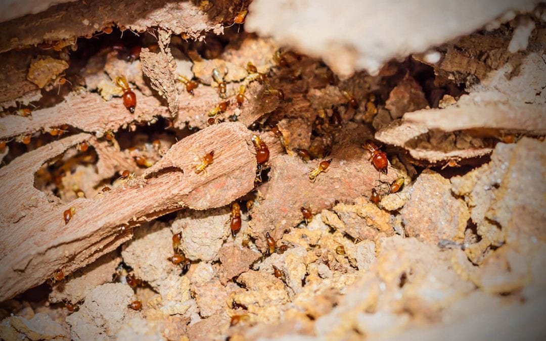 5 Effective Ways to Prevent Termites In Your Home