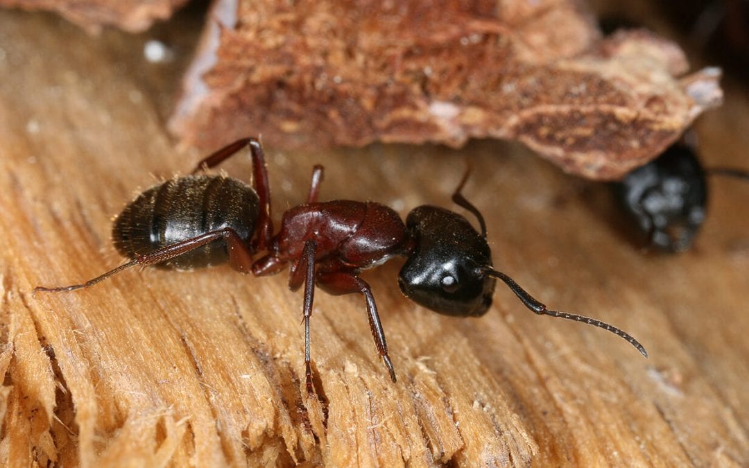3 Wood-Destroying Insects Besides Termites That Damage Your Home