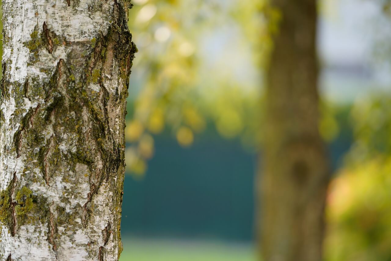 Things to Know About Tree Removal Bronze Star Home Inspections