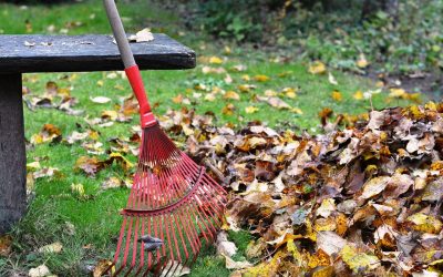 Fall Lawn Care: 5 Tips for Keeping Your Lawn Healthy