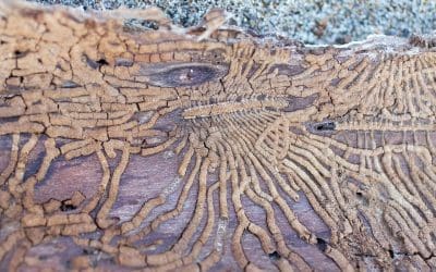 Signs of Termites: What to Watch For and When to Act